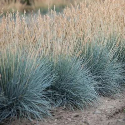 Овсяница АЙСФОГЕЛЬ сизая — описание сорта Овсяница АЙСФОГЕЛЬ сизая в Москве