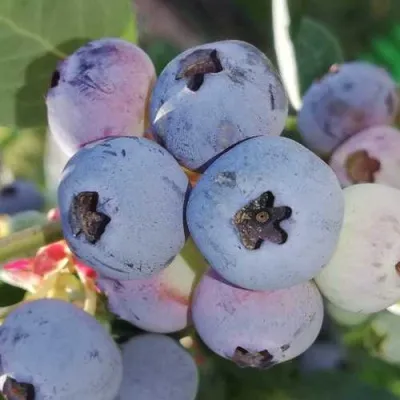 Голубика ХАРРИСОН — описание сорта Голубика ХАРРИСОН в Москве