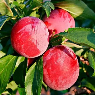 Красная  Красная в Москве