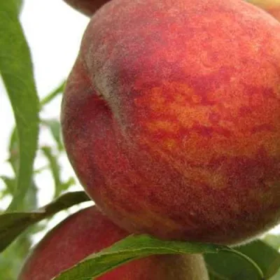 Персик ОСЕННИЙ СЮРПРИЗ в Москве