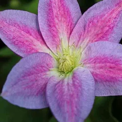 Клематис ЧЕЙНДЖ ОФ ХАРТ — описание сорта Клематис ЧЕЙНДЖ ОФ ХАРТ в Москве