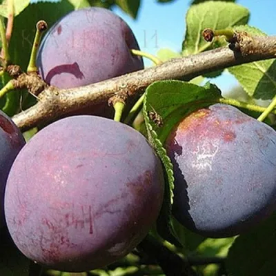 Слива СТАРТОВАЯ в Москве