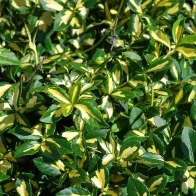 Бересклет САНСПОТ форчуна — описание сорта Бересклет САНСПОТ форчуна в Москве