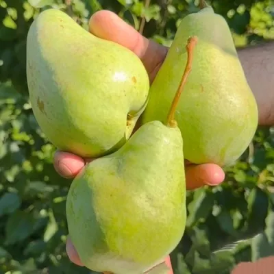 Груша САНТА-КЛАУС в Москве