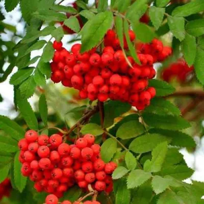 Рябина ОБЫКНОВЕННАЯ — описание сорта Рябина ОБЫКНОВЕННАЯ в Москве