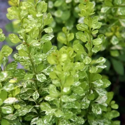 Барбарис ПАУ ВАУ тунберга — описание сорта Барбарис ПАУ ВАУ тунберга в Москве