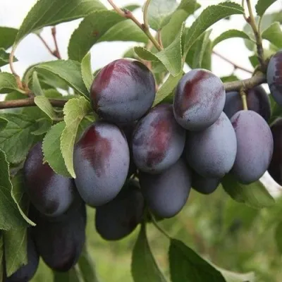 Слива РЕНКЛОД — описание сорта Слива РЕНКЛОД в Москве