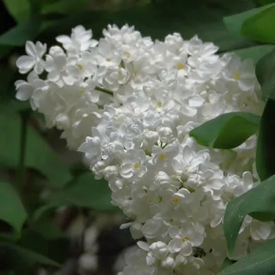 Сирень РУССКИЙ СЕВЕР в Москве