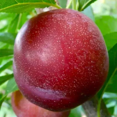 Слива БЕРБАНК ГИГАНТ — описание сорта Слива БЕРБАНК ГИГАНТ в Москве