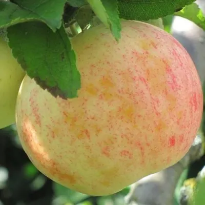 Яблоня ЛЕТНЕЕ СЛАДКОЕ — описание сорта Яблоня ЛЕТНЕЕ СЛАДКОЕ в Москве