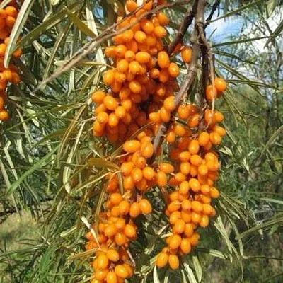 Облепиха НИВЕЛЕНА  Облепиха НИВЕЛЕНА в Москве