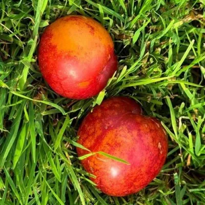 Шарафуга НЕКТАРИННАЯ — описание сорта Шарафуга НЕКТАРИННАЯ в Москве