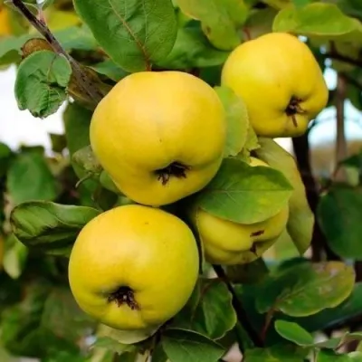 Айва ЯБЛОКОВИДНАЯ — описание сорта Айва ЯБЛОКОВИДНАЯ в Москве