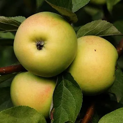 Яблоня ДАНИЛА  Яблоня ДАНИЛА в Москве