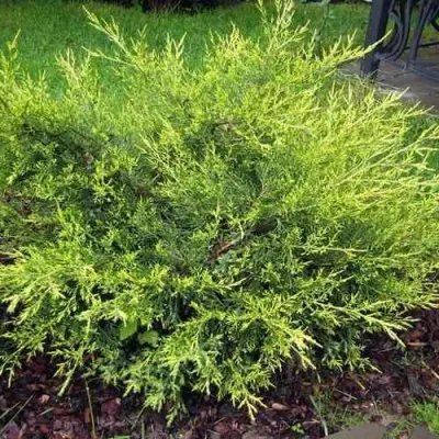 Можжевельник КУРИВАО ГОЛД китайский — описание сорта Можжевельник КУРИВАО ГОЛД китайский в Москве