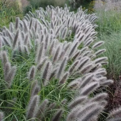 Пеннисетум БЛЭК БЬЮТИ в Москве