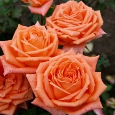 Саженцы роз ЭЛЬДОРАДО чайно-гибридная  Саженцы роз ЭЛЬДОРАДО чайно-гибридная в Москве