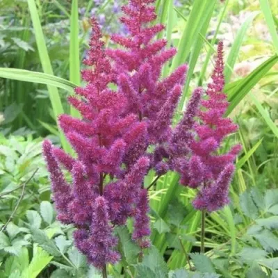 Астильба КАРАОКЕ ПАРТИ китайская в Москве