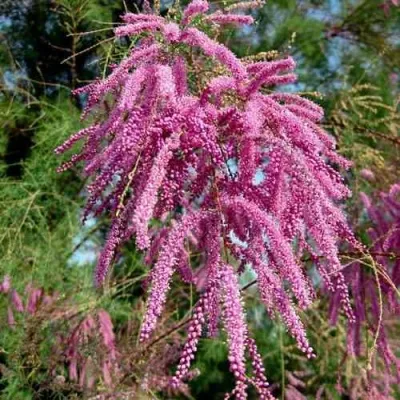 Тамарикс ПИНК КАСКАД — описание сорта Тамарикс ПИНК КАСКАД в Москве