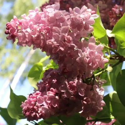 Сирень МЕДОВЫЙ СПАС — описание сорта Сирень МЕДОВЫЙ СПАС в Москве