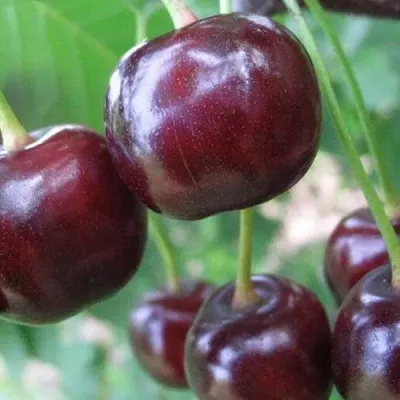 Дюк ФАКЕЛ — описание сорта Дюк ФАКЕЛ в Москве