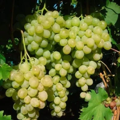 Виноград ВАНЮША — описание сорта Виноград ВАНЮША в Москве