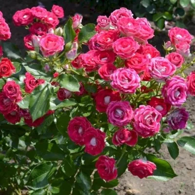 Саженцы роз ШОНЕ КОБЛЕНЦЕРИН флорибунда — описание сорта Саженцы роз ШОНЕ КОБЛЕНЦЕРИН флорибунда в Москве