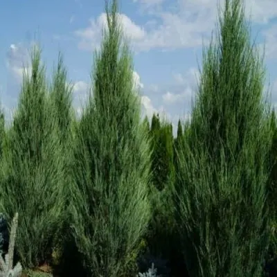 Можжевельник СКАЙРОКЕТ скальный в Москве