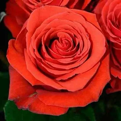 Саженцы роз МЕДАЛЬОН чайно-гибридная  Саженцы роз МЕДАЛЬОН чайно-гибридная в Москве