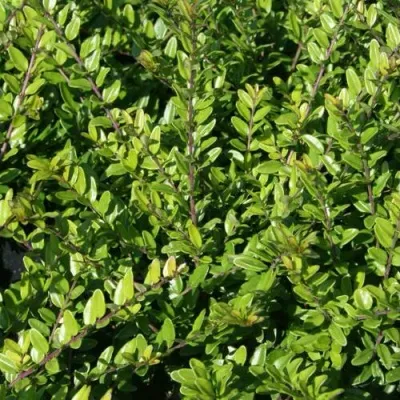 Жимолость ЭЛЕГАНТ блестящая — описание сорта Жимолость ЭЛЕГАНТ блестящая в Москве