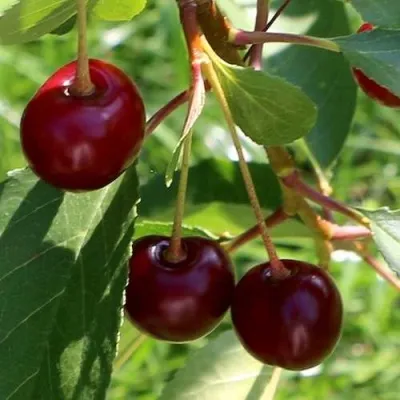 Дюк НАДЕЖДА — описание сорта Дюк НАДЕЖДА в Москве