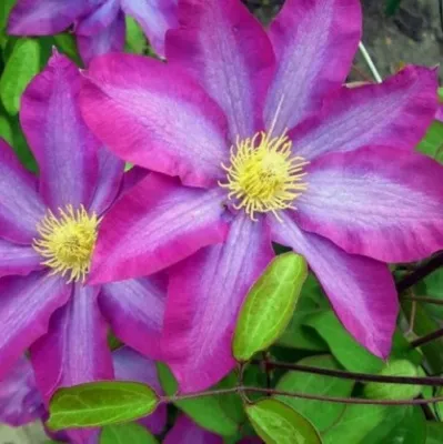 Клематис КАКИО — описание сорта Клематис КАКИО в Москве