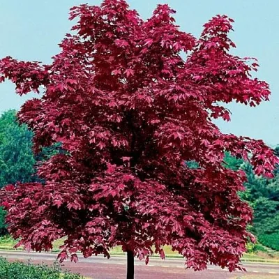 Клен КРИМСОН КИНГ остролистный  Клен КРИМСОН КИНГ остролистный в Москве