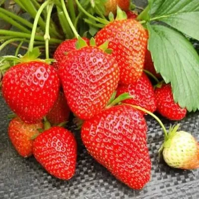 Клубника ВИМА РИНА ремонтантная — описание сорта Клубника ВИМА РИНА ремонтантная в Москве