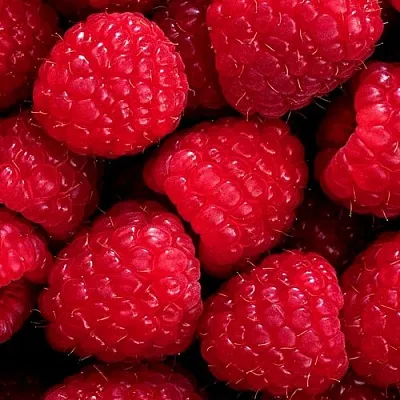 Малина в Москве