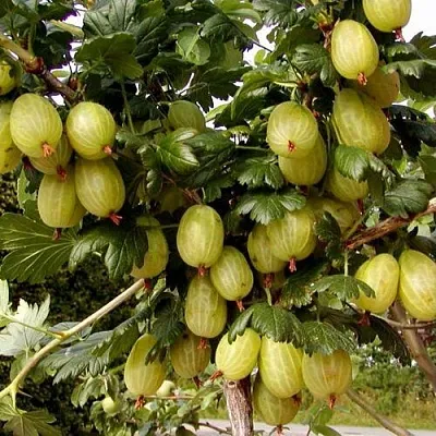 Крыжовник ИНВИКТА  Крыжовник ИНВИКТА в Москве