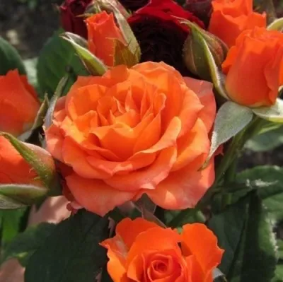 Саженцы роз АЛЕГРИЯ спрей — описание сорта Саженцы роз АЛЕГРИЯ спрей в Москве