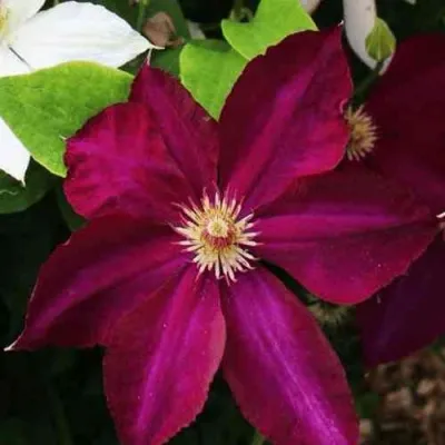 Клематис МАЗОВШЕ — описание сорта Клематис МАЗОВШЕ в Москве