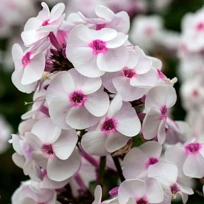 саженцы флокса