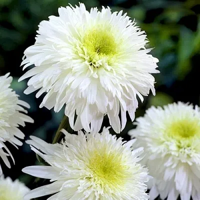 Нивяник ФИОНА ГОГХИЛЛ великолепный  Нивяник ФИОНА ГОГХИЛЛ великолепный в Москве