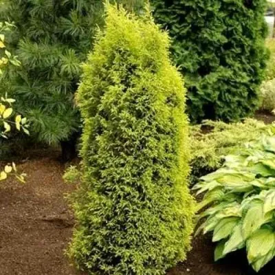 Можжевельник ГОЛД КОН обыкновенный в Москве