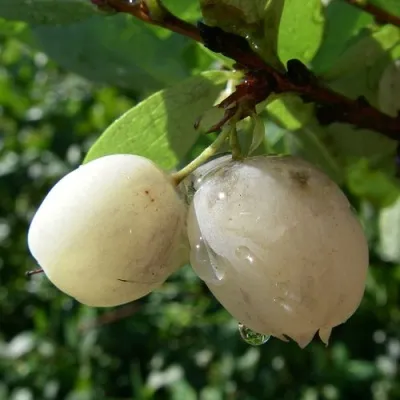 Голубика СНЕГУРОЧКА — описание сорта Голубика СНЕГУРОЧКА в Москве