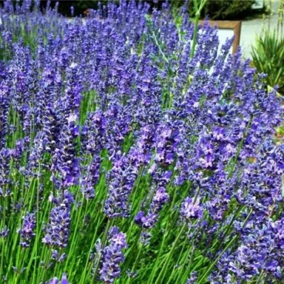 Лаванда ФЕНОМЕНАЛ узколистная — описание сорта Лаванда ФЕНОМЕНАЛ узколистная в Москве
