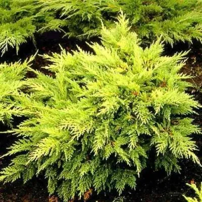 Можжевельник МОРДИГАН ГОЛД средний — описание сорта Можжевельник МОРДИГАН ГОЛД средний в Москве