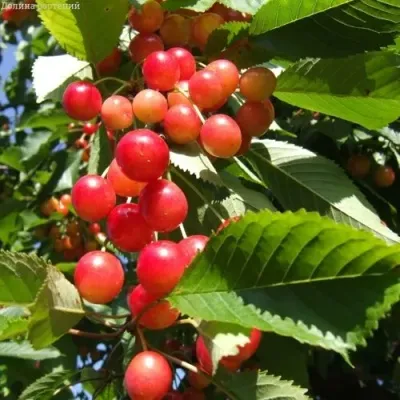 Черешня БРЯНСКАЯ РОЗОВАЯ — описание сорта Черешня БРЯНСКАЯ РОЗОВАЯ в Москве