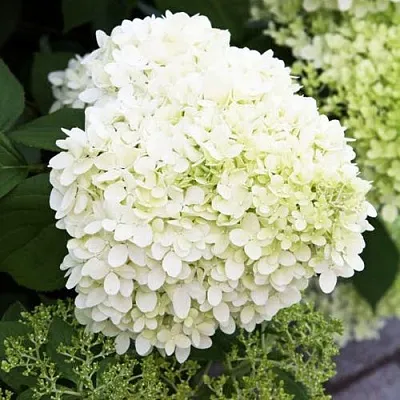 Гортензия УАЙТ ЛЕДИ метельчатая в Москве