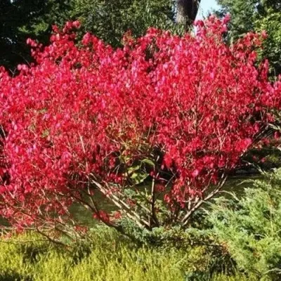 Бересклет ЕВРОПЕЙСКИЙ — описание сорта Бересклет ЕВРОПЕЙСКИЙ в Москве