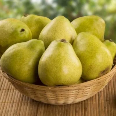 Груша ВИЛИЯ — описание сорта Груша ВИЛИЯ в Москве