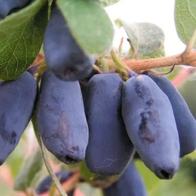 Жимолость съедобная ЛАКОМКА — описание сорта Жимолость съедобная ЛАКОМКА в Москве