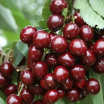 Черешня СИЛЬВИЯ колоновидная  Черешня СИЛЬВИЯ колоновидная в Москве